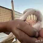 عنز مطوره للبيع جرم