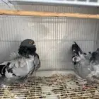 زوج كشكش بلو بار