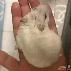 هامستر ونتر وايت