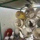 عيون الجو
