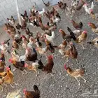 ديوك بلدي
