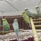 دباجي هولندي ذكوز 6