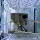 جوز كروان منتج