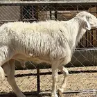 فحل ابرص صنف مشروط