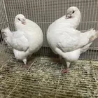 حمام كنق