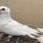 حمام مصري مالطي