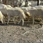 للبيع ارخال صنف حرش فاخره