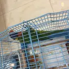 بغبغاء لوري