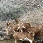 تيوس