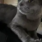 قط ميكس بريطاني