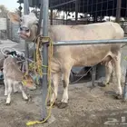 بقره المانية طيبه بالحيل تحتها عجله