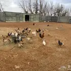 للبيع دجاج بلدي مشكل