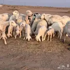 مراح حريات مواليد ولد