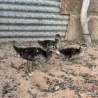 بطب بح فروخ العدد 6