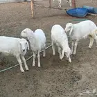 رخال البيع الخرج الجويه