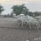 غنم مقاني حري الدوادمي