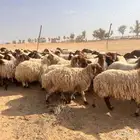 غنم نعيمي