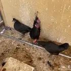 دجاج اسود ديك ودجاجتين