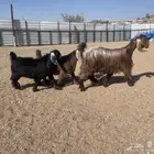 عنز عارضيه صنف