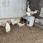 دجاج بلدي للبيع