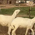 حريات حرش جذعات