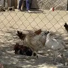 ديوك بلدي ودجاج بشاير