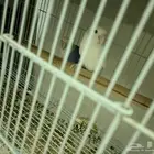 جوز روز للبيع منتج شرط