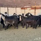 معزا عوارض صنف