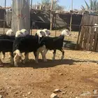 عرضين رخال نجد وحفار مصريات. تم البيع