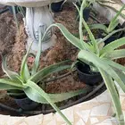 نبتة الصبار للبيع ( علاج للشعر والبشرة والحساسية )