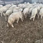 طليان حريه ذبايح