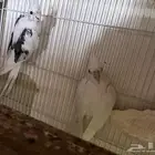 جوز كروان منتج هافي بايد