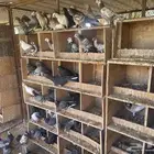 للبيع فراخه حمام زاجل