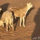 رفيديات جذعان