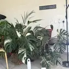 نبتة مونستيرا البو Monstera albo