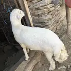 طليان ثلاجه خروف