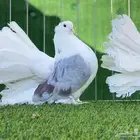 رقاص امريكي مكتف تم البيع