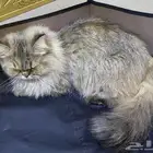 للبيع فطه