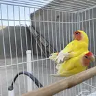 للبيع 2 روز رد فيس