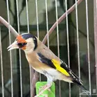 انثى حسون سورية جاااهزة . تم البيع