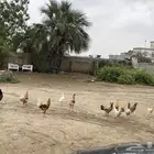 ديك بلدي عدد 6