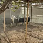 4 خرفان العمر - مابين 8 إلى 9 شهور
