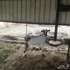 تيوس بلديه