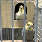 عصافير كروان