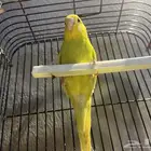 بادجي انثى لتبني
