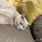 قط للتبني