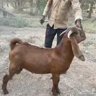 تيس جذع ناهي