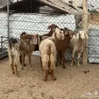 ست معزاء مصريات