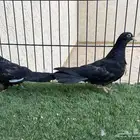 طبة رامبوري