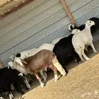 بهم ربط تربيه 3 شهور و4 شهور حريات ونجد مشكل 15